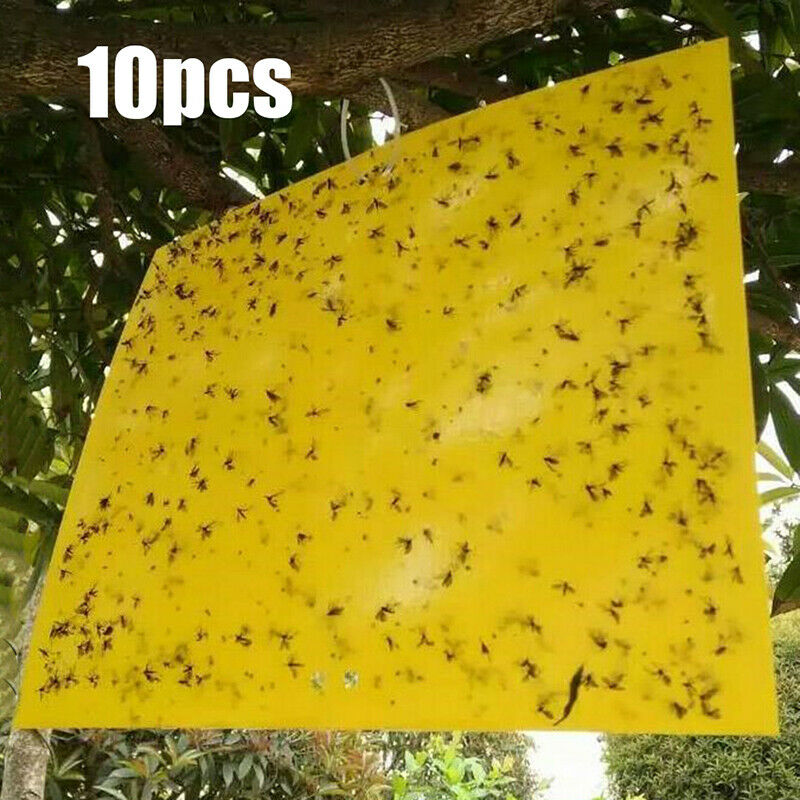 10x15cm 10X fly glue trap anti moustique aphids white flies fruit fly catcheBDA