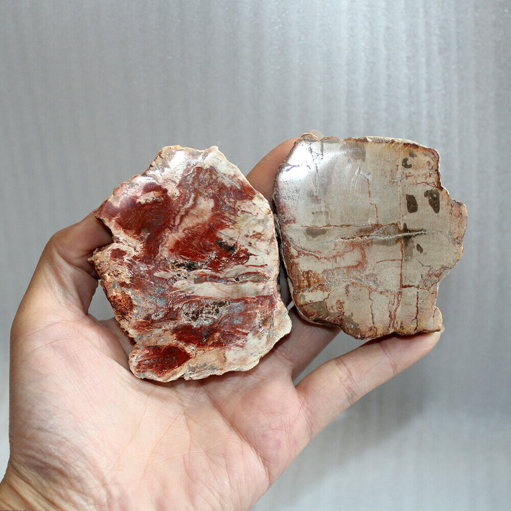 70MM Natural Wood Drink Coaster Specimen Fossil Polished Rock Madagascar