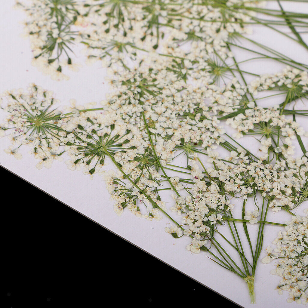 10x Dried Flowers Lace Flower For Scrapbooking Candle Facial Make Up Decors