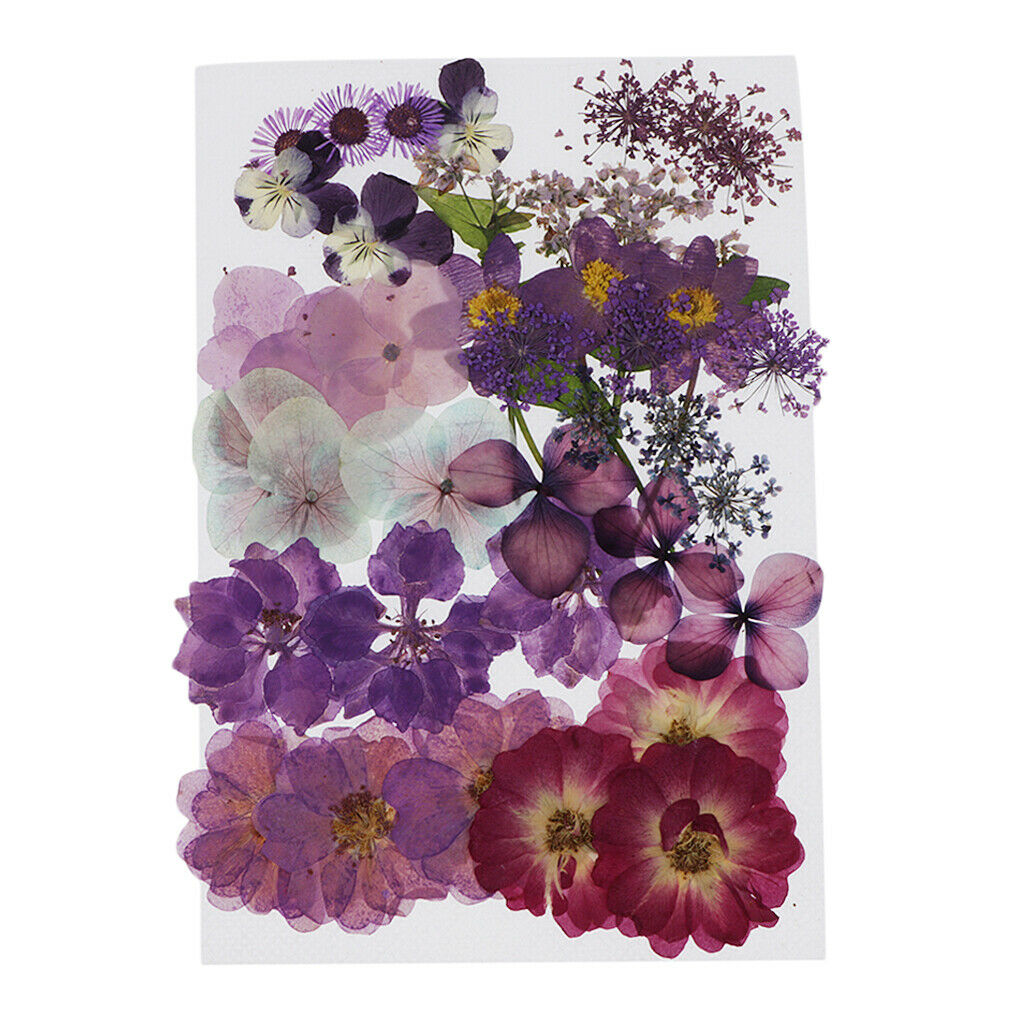 Dried Flower Larkspur Pressed Dried Flowers DIY Greeting Crafts Decoration