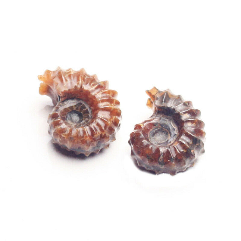 1Pc Natural Ammonite Fossil Shell Conch Specimen Stone Healing Reiki Madagascar