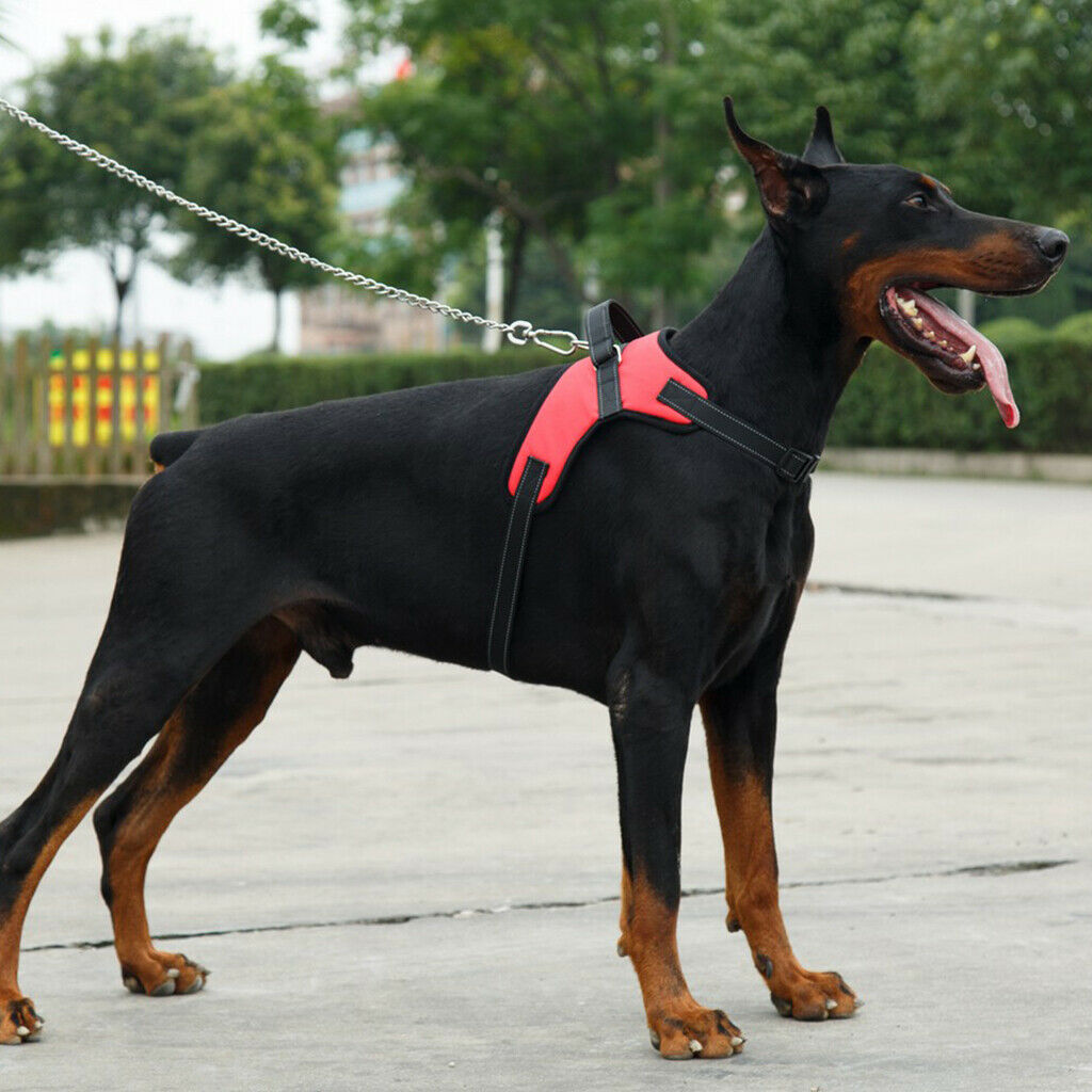 Pet Dog Saddle Vest Harness Chest Strap Padded Walking Harness Red_S