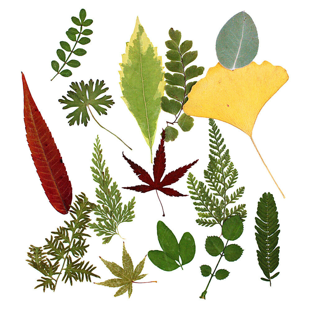 15Pcs Natural Fern Leaves Pressed Press Dried Flower Real Dried Flower Plant