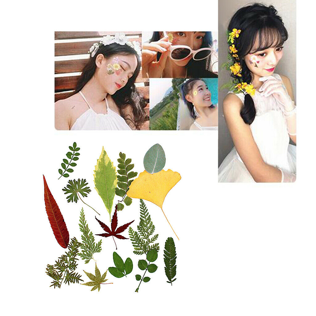 15Pcs Natural Fern Leaves Pressed Press Dried Flower Real Dried Flower Plant