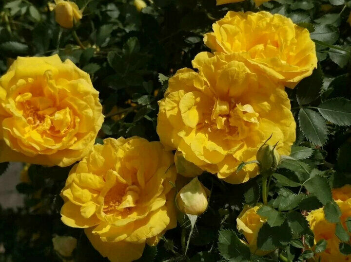 50 PCS Seeds Flowers Yellow Tea Rose Perennial Plant Home Garden High Quality