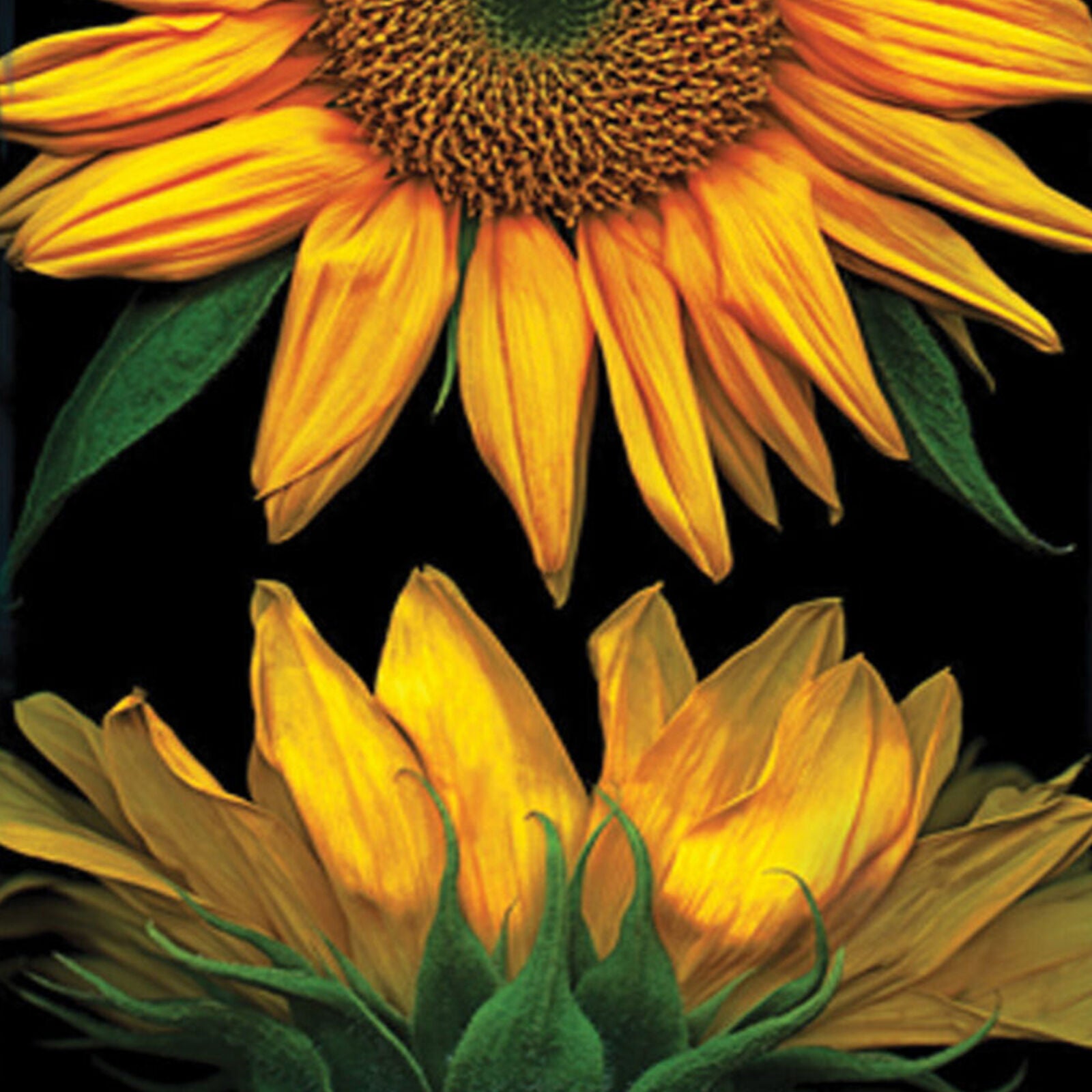 Toland Sunflowers on Black 28 x 40 Bright Yellow Flower Portrait House Flag