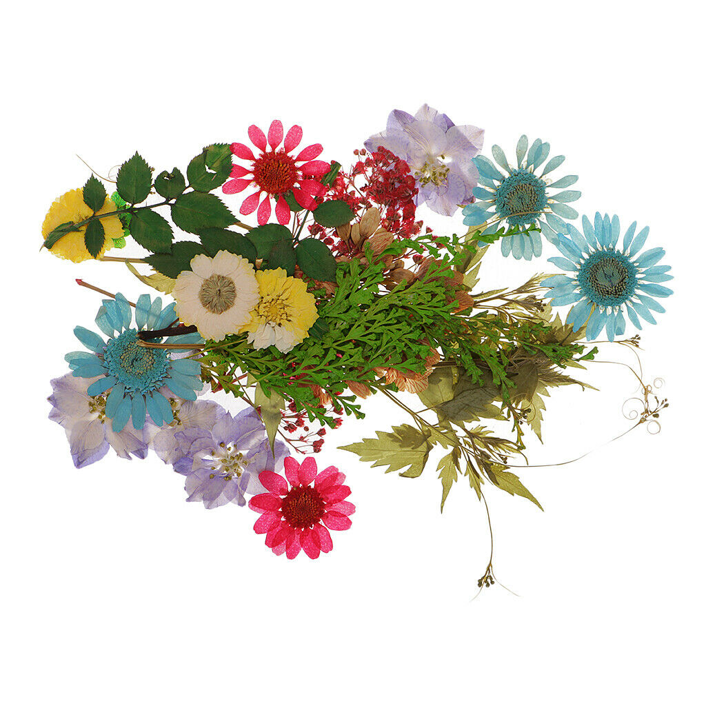 40pcs Natural Pressed Dried Flowers Leaf Babysbreath Flowers with Branches Art