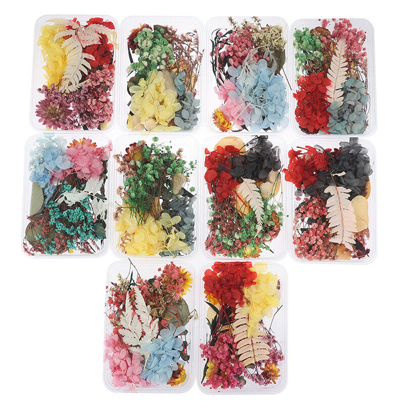Mix Beautiful Real Dried Flowers Natural Floral for Art Craft Scrapbooking Re DF