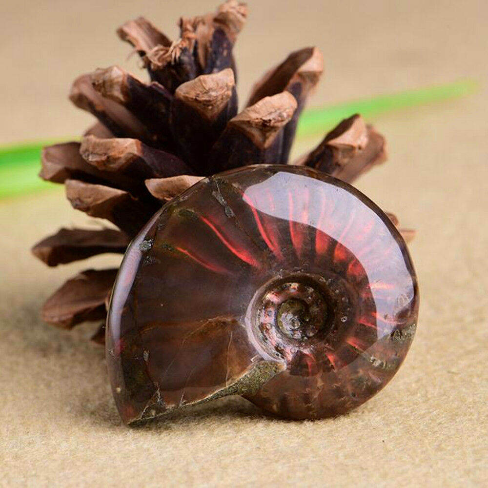 Colorful Natural Iridescent Ammolite Ammonite Facet Specimen Madagascar