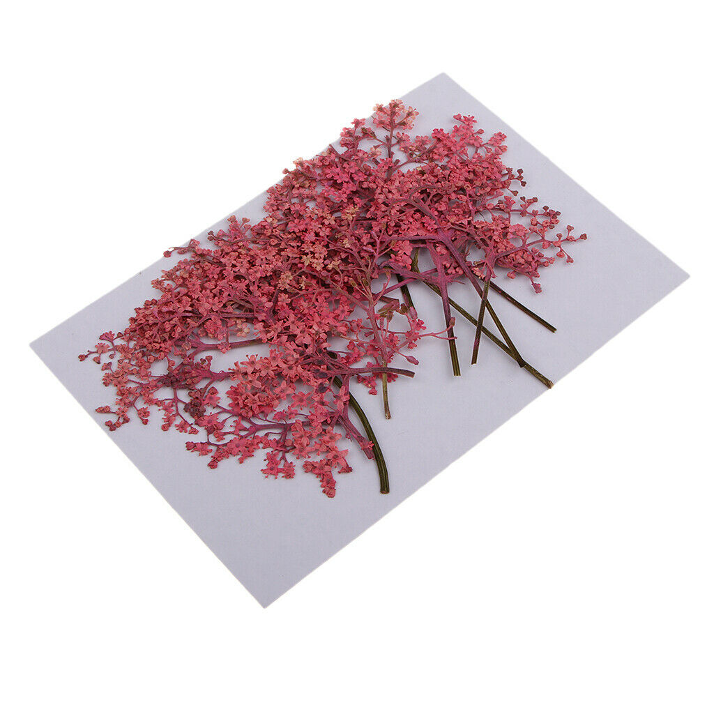 12x Natural Pressed Real Dried Flower for Card Making Decoration Pink