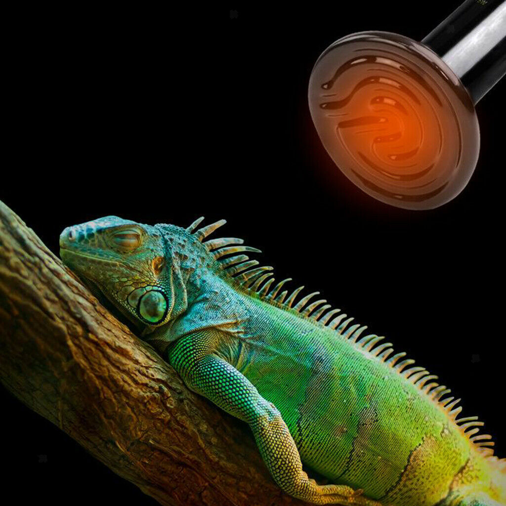 Pet Supply Reptile Lamp 220V Reptile Heater Blub 75W Far Infrared 75W