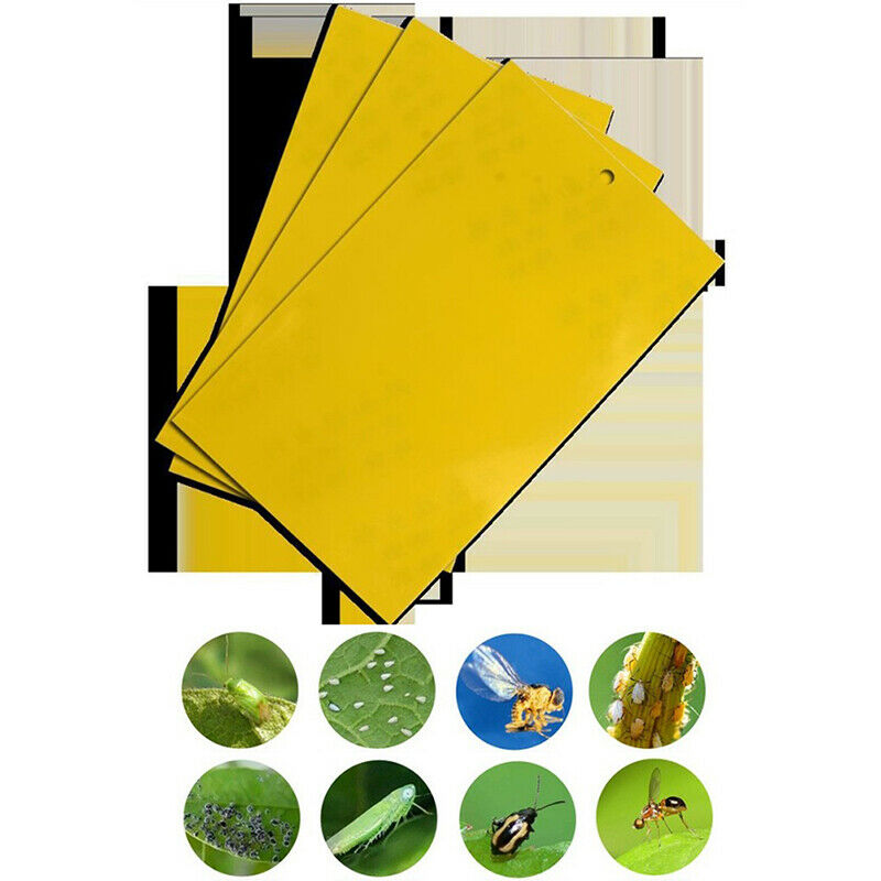 10x15cm 10X fly glue trap anti moustique aphids white flies fruit fly catcheBDA