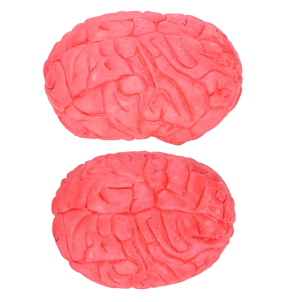 Scary Haunted House HUMAN BRAIN Organ"Body Part Halloween Horror Prop Decor F XC