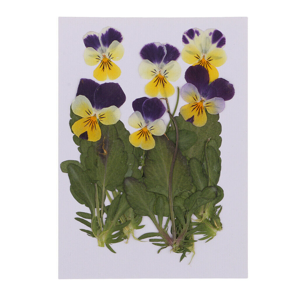 12pc Pressed Real Pansy Flowers Dried Flower Leaves for Phone Case Decor DIY