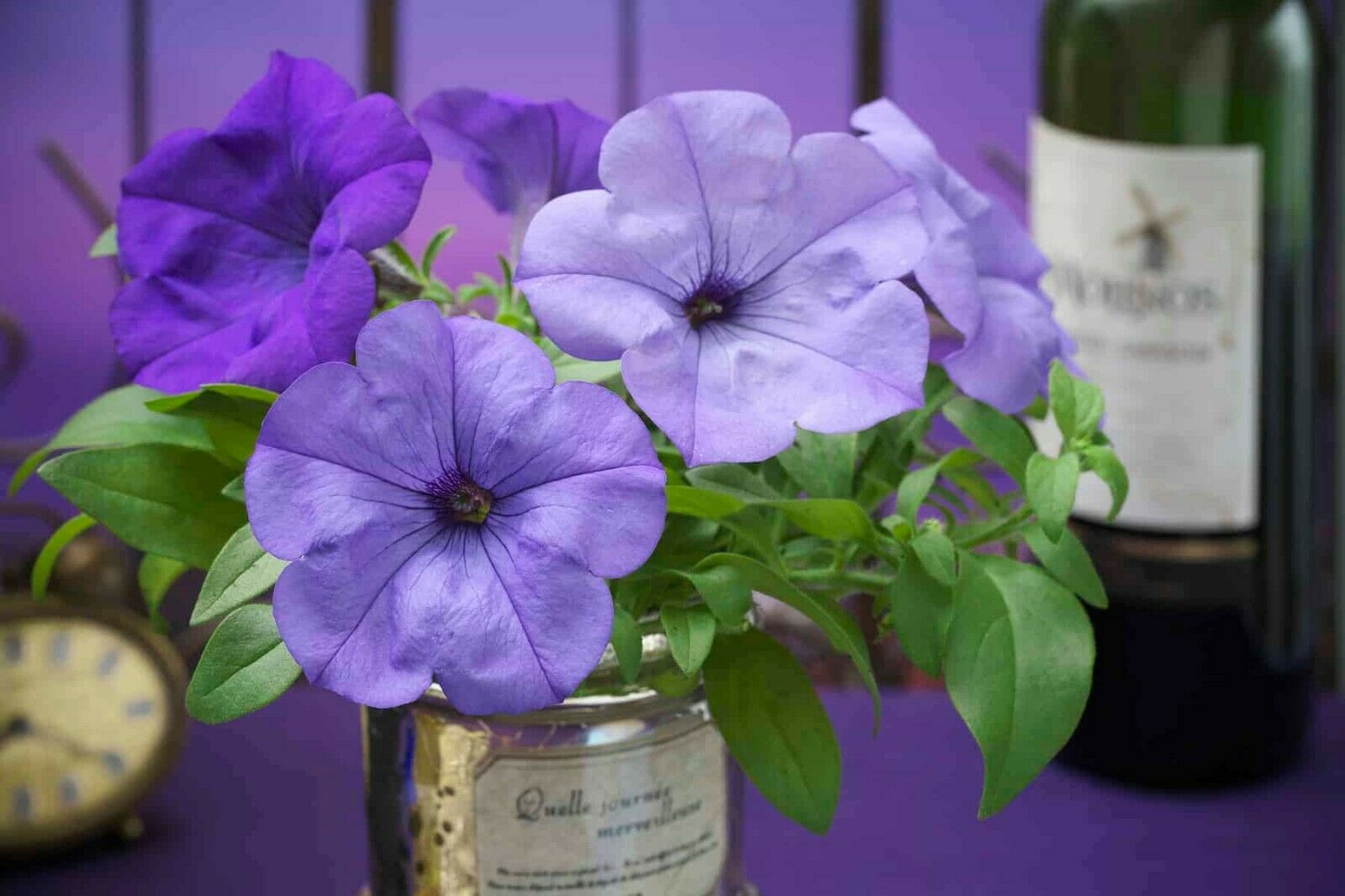 100PCS Seed Petunia Sky Blue Annual Beautiful Fragrance Home Garden High Quality
