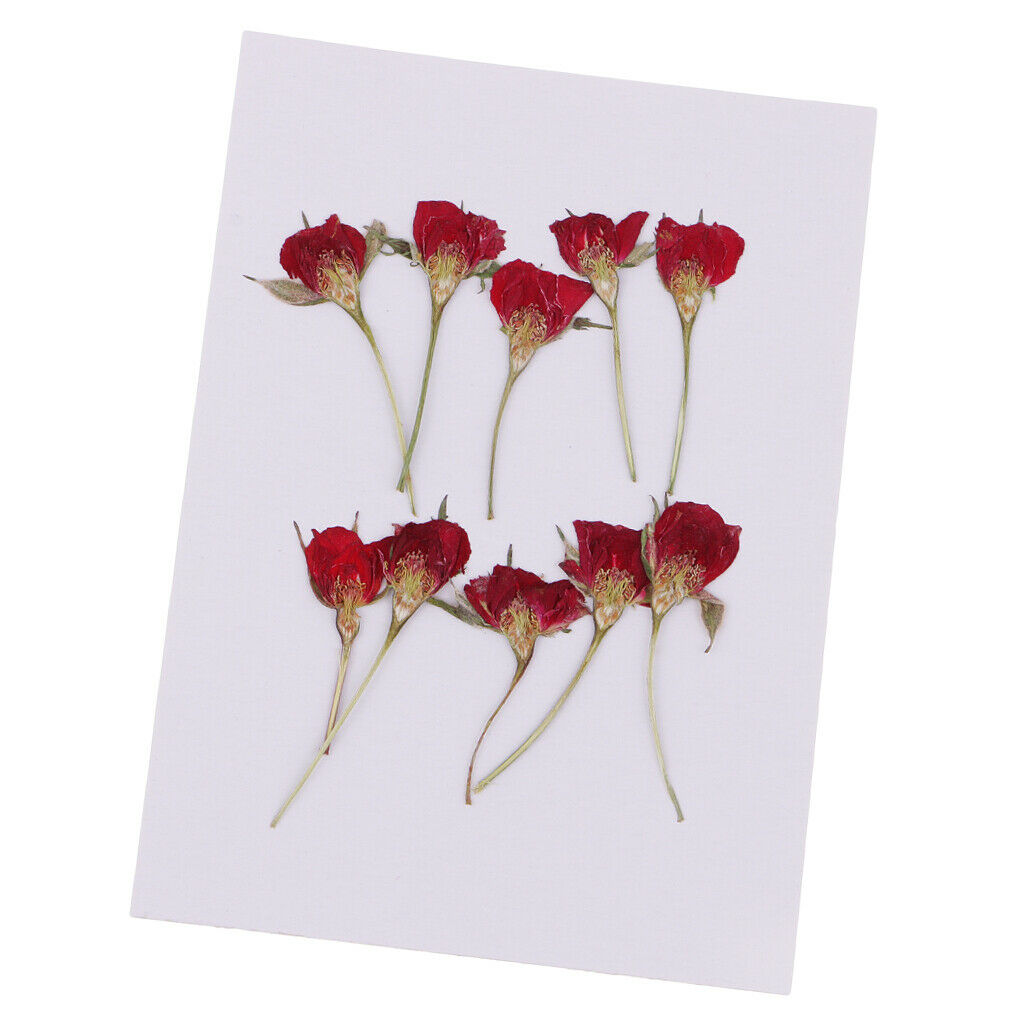10 Pieces Pressed Natural Dried Flowers  for Making Cards And Crafts