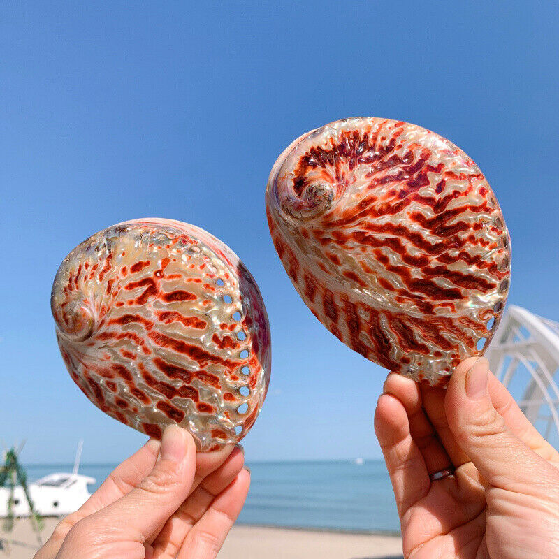 Natural Abalone Shell Conch Aquarium Fish Tank Ornaments Landscape 11-12CM