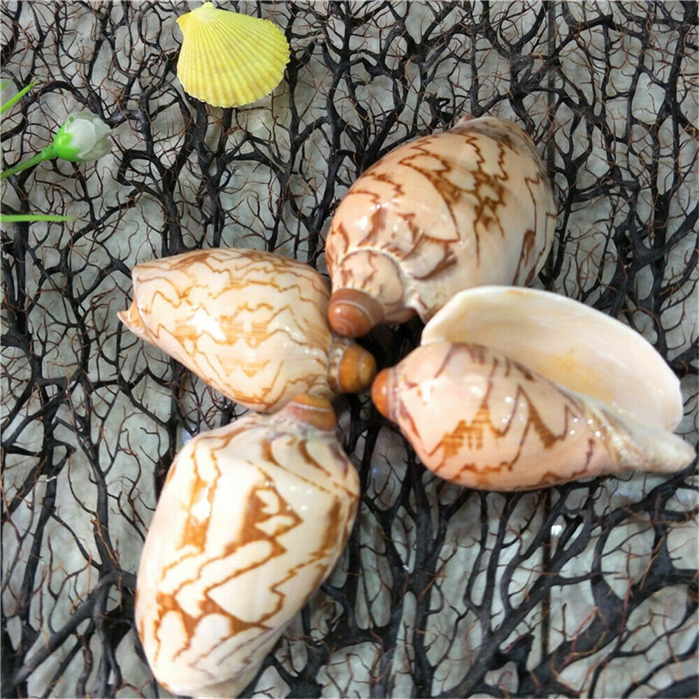 Lot of (x2) Natural Shells 6-8 cm Daybreak Cowrie Shells Seashells Craft Decor