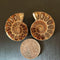 1 Pc Half Cut Natural Ammonite Shell Fossil Specimen Madagascar Decoration