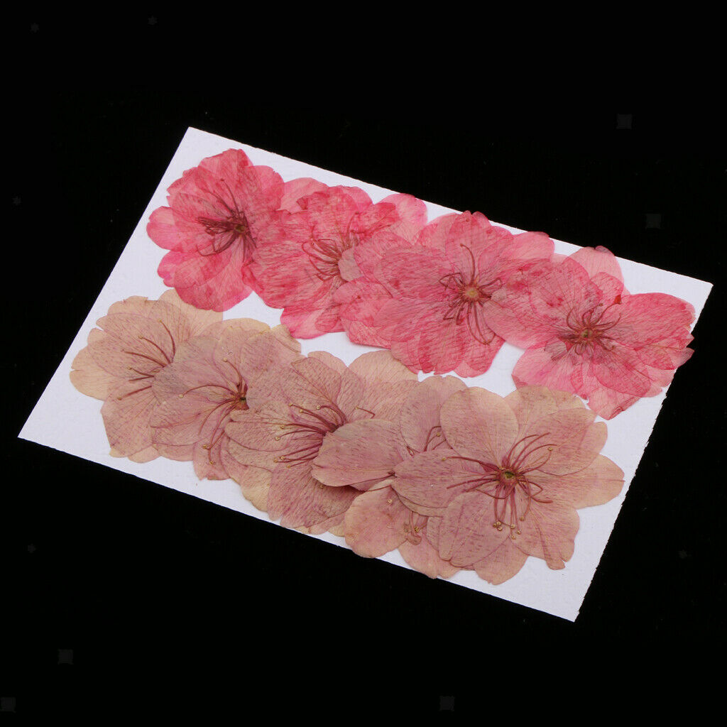 10 x Real Pressed Flower Dried Cherry Blossom for Floral Craft Card Making