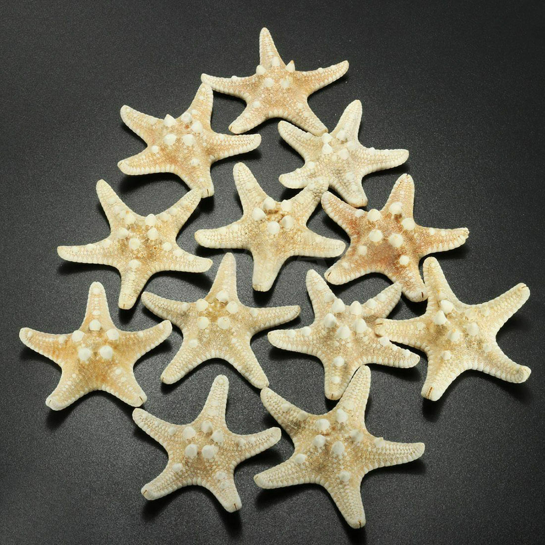 12 x WHITE BLEACHED KNOBBY STARFISH STAR SEA SHELL WEDDING 5-7mm