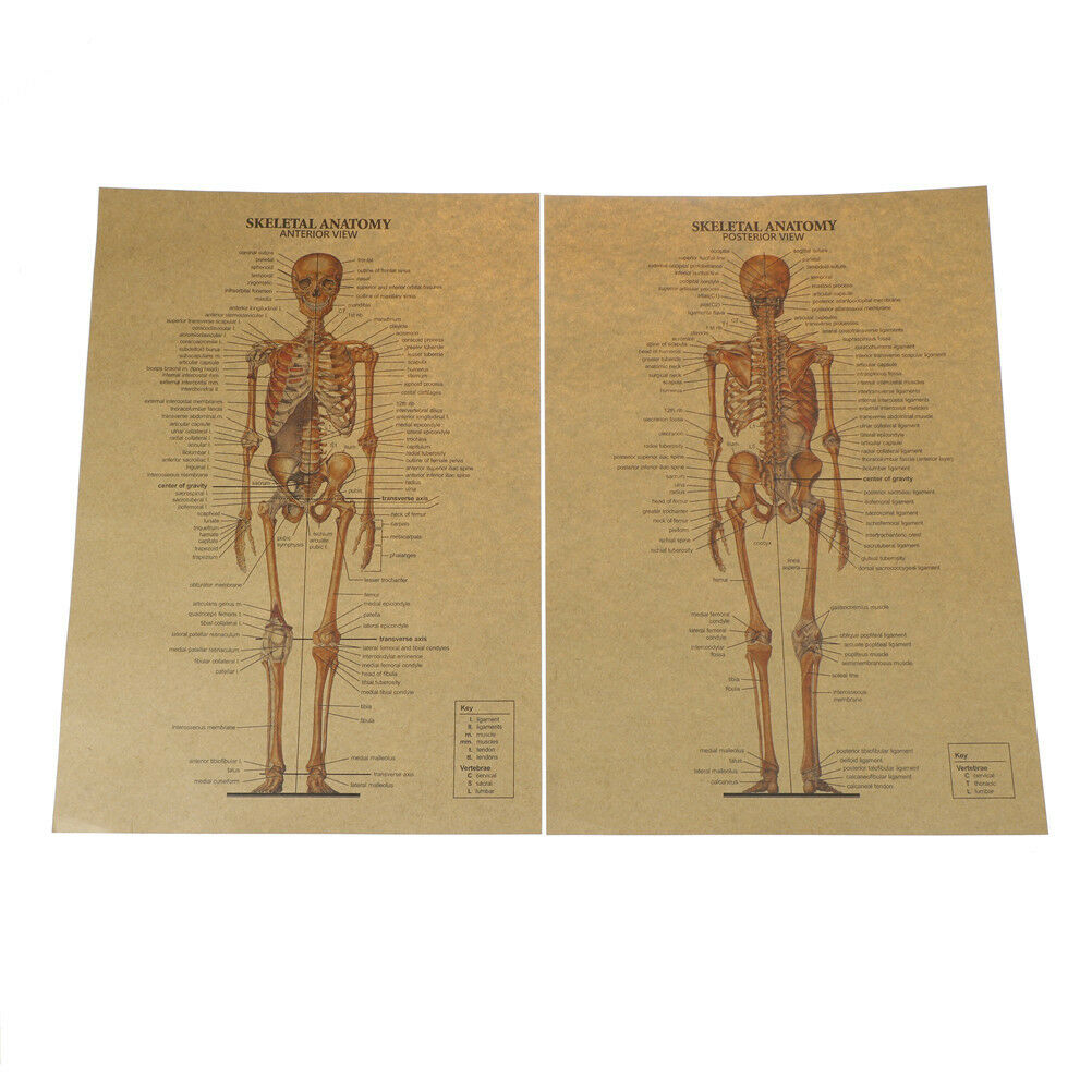 skeletal anatomy poster bar home decor retro kraft paper painting wall S Qx