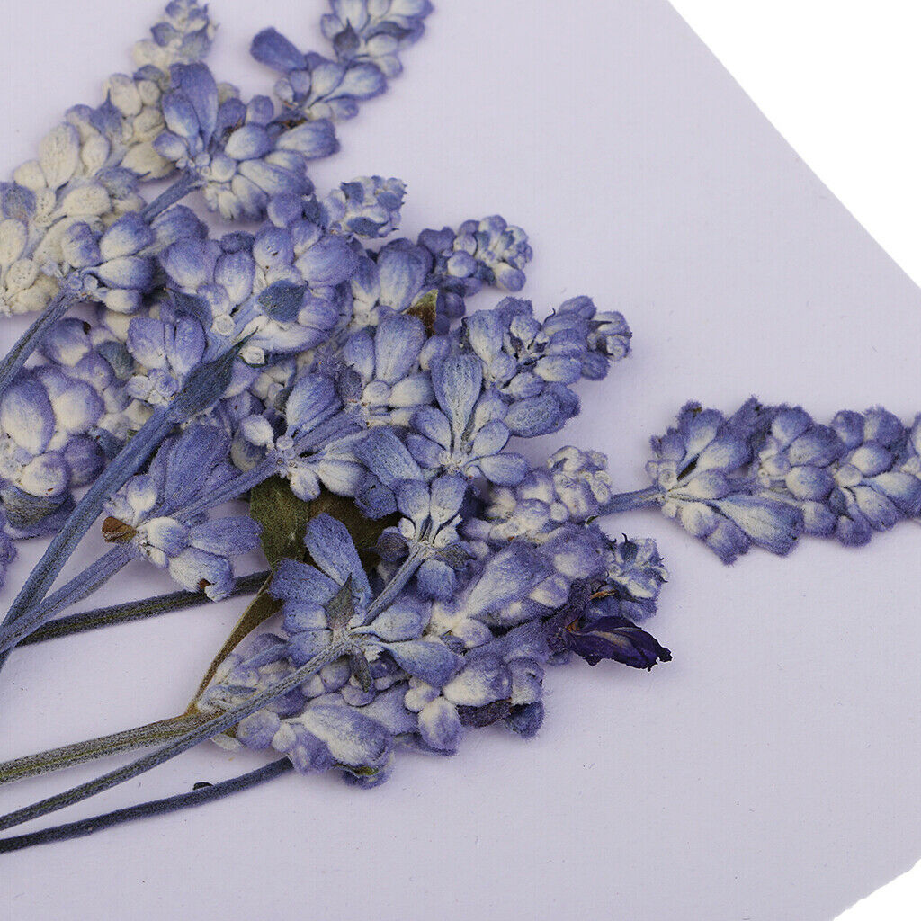 22PC Beautiful Pressed Violet & Sage Flower Dried for Art Craft Scrapbooking