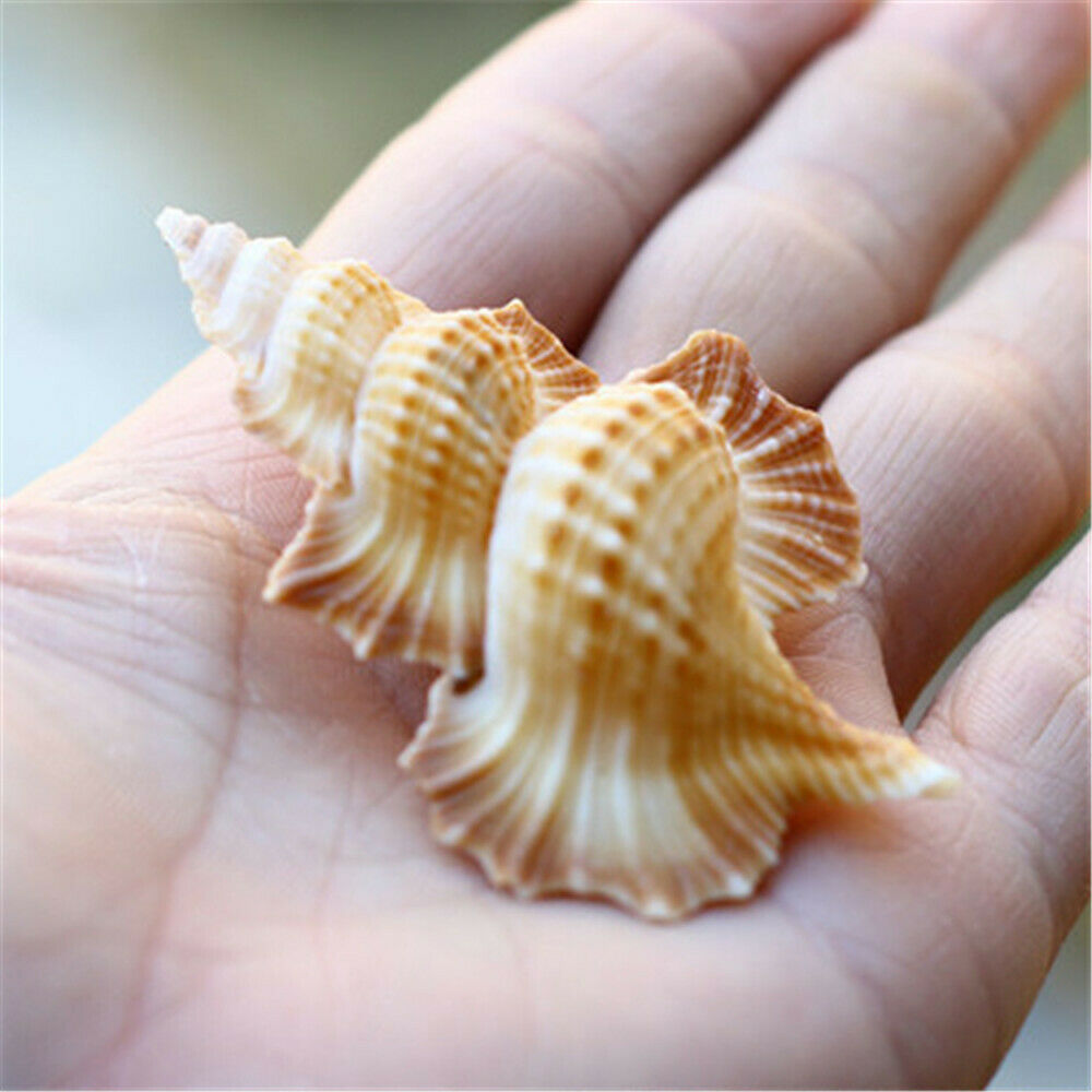 1 Piece Natural Shell Maple Leaf Shape 4-6 cm Biplex Perca Shells Ornament Decor