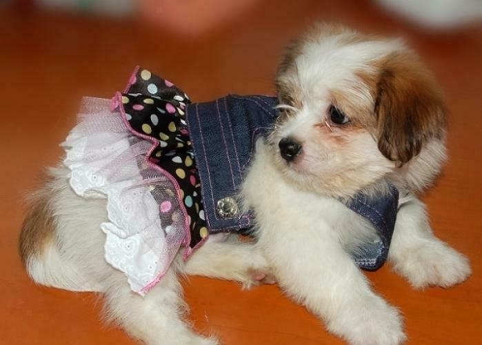 Dog Puppy Denim Dungarees Pink Heart Sequin Polka Dot Ruffle Jumper Dress XS