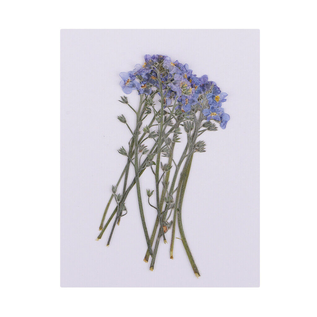 10Pcs Pressed   Press Dried Flower Real Dried Flower Plant Specimen
