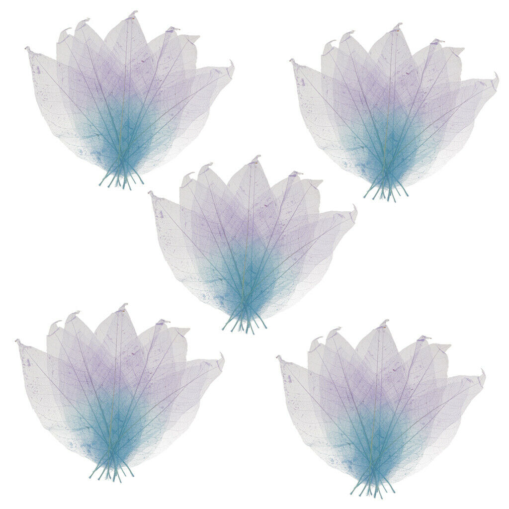 50pcs Natural Magnolia Skeleton Leaf Card Making Scrapbook Embellishment #2