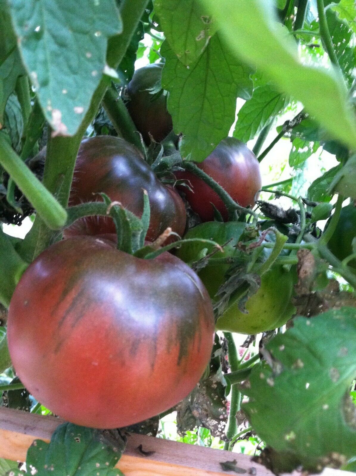 100PCS Seeds Giant Purple Tomato Cherokee Organic Edible Vegetables Home Garden