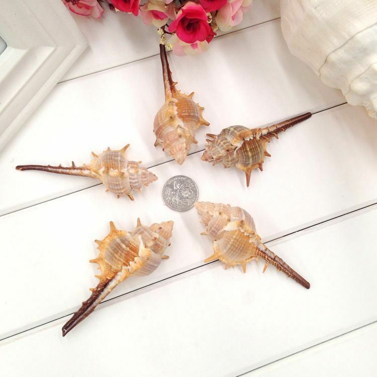 5 pcs Seashell Spiral Shell Conch Ornament Murex Troscheli Nautical Decor 6-10cm