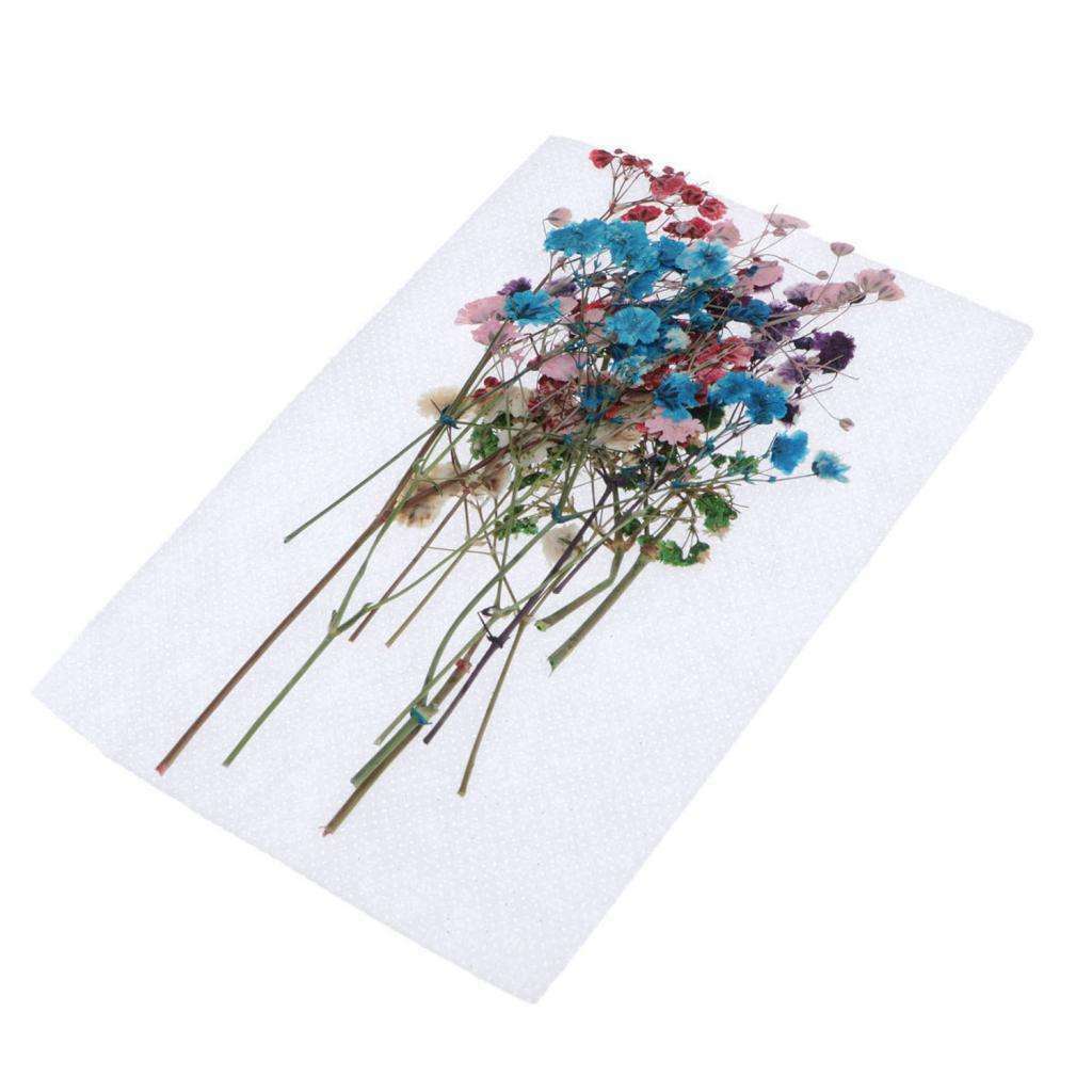 12Pcs Real Dry Press Babysbreath Flower Natural Pressed Dried Flowers Leaves for