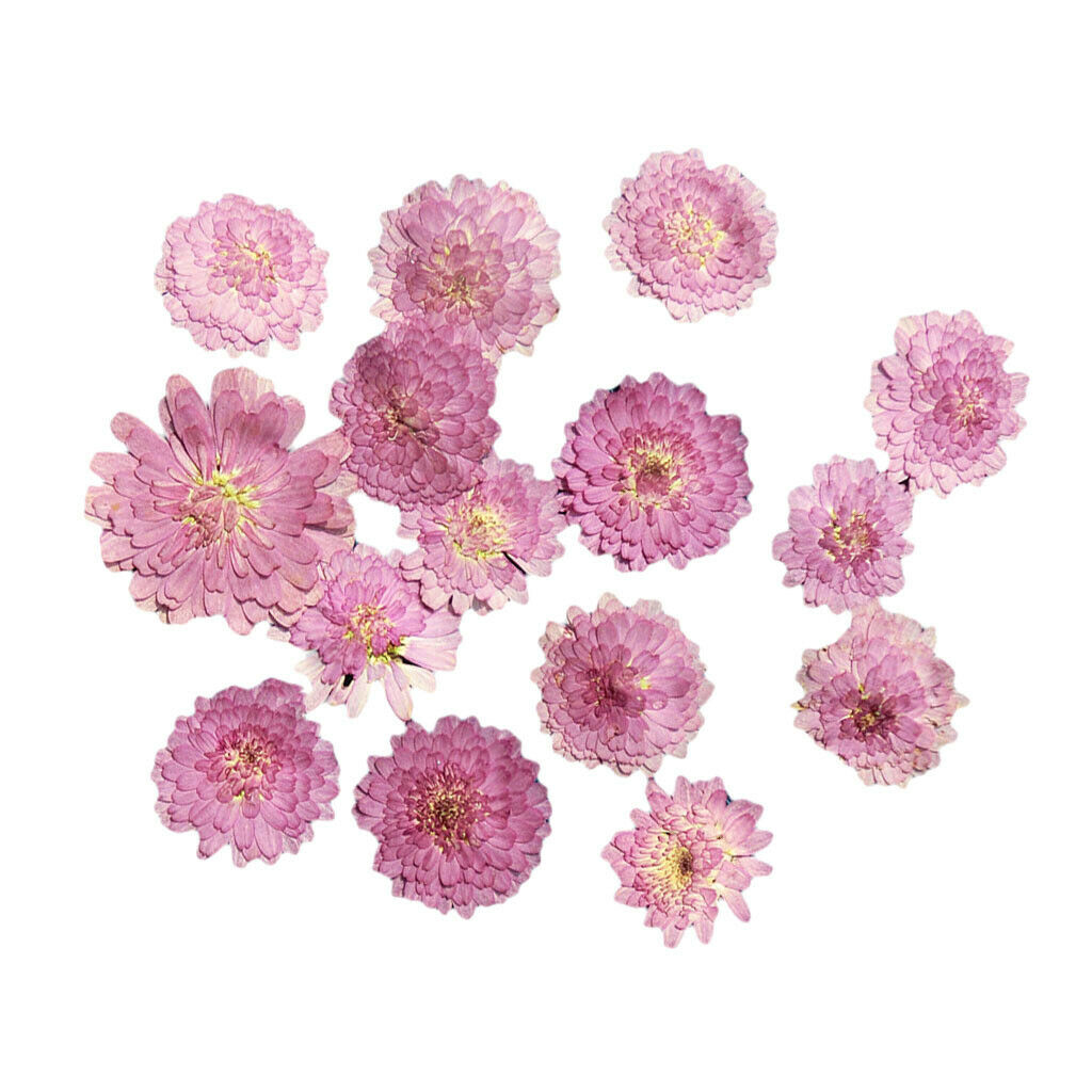20Pcs Pressed Flowers Petals Real Natural Dried Flower for DIY Floral Decor