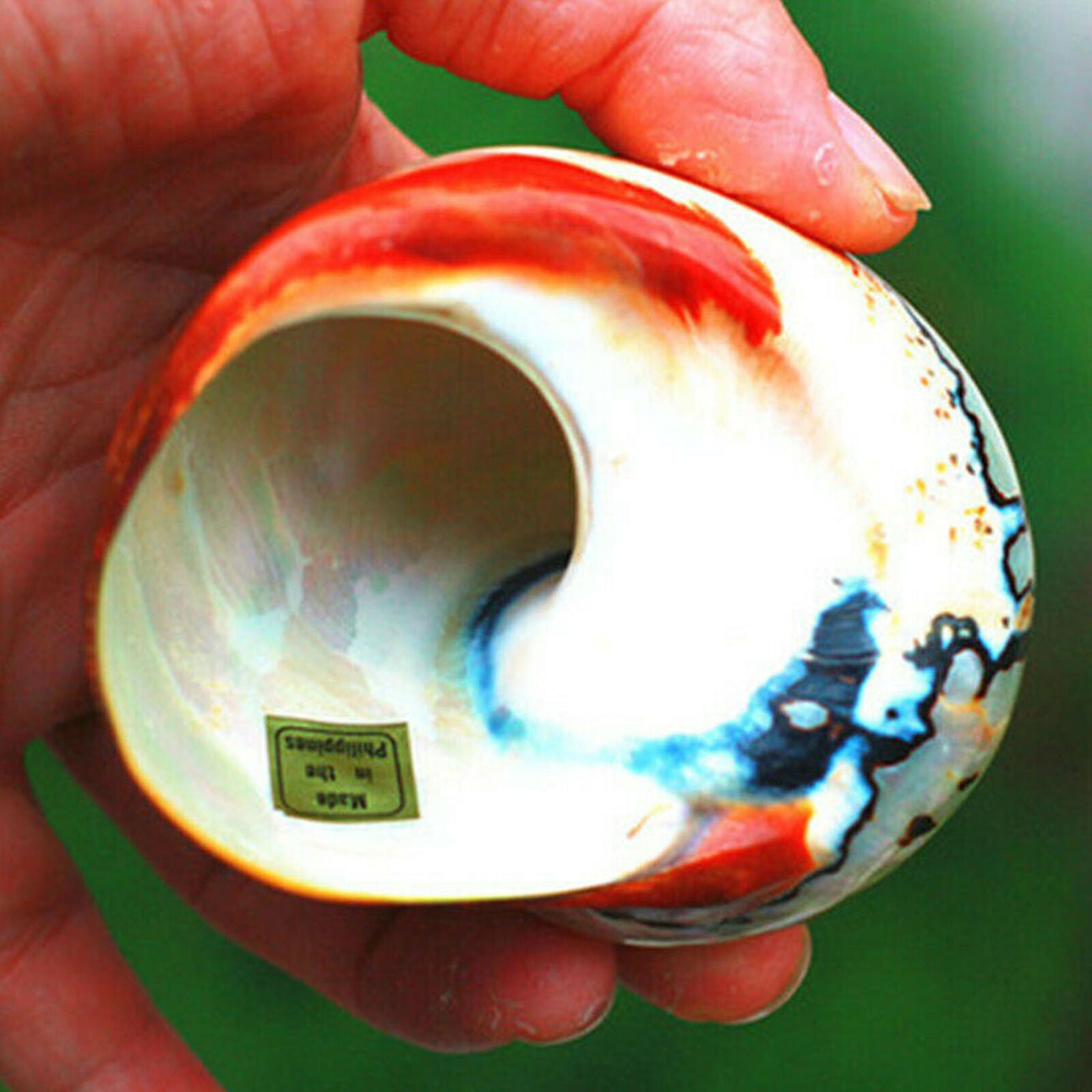 Natural African Turban Sea Shell Coral Conch Snail Home Fish Tank Aquarium Decor