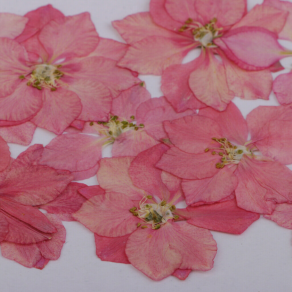 12 Pcs Pressed Flowers Dried Larkspur Real Pressed Dried Flowers DIY Pink