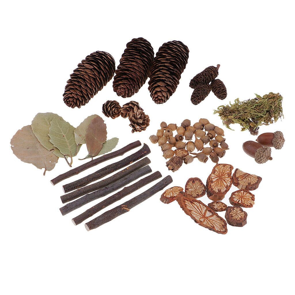 Natural Wood   Crafts Home Table Ornaments Dried Flowers