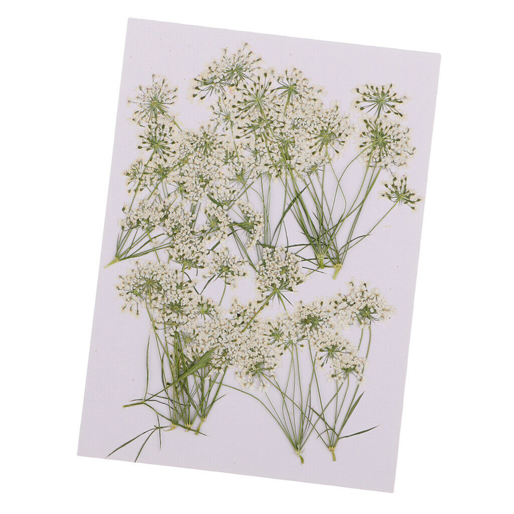 10x Dried Flowers Lace Flower For Scrapbooking Candle Facial Make Up Decors