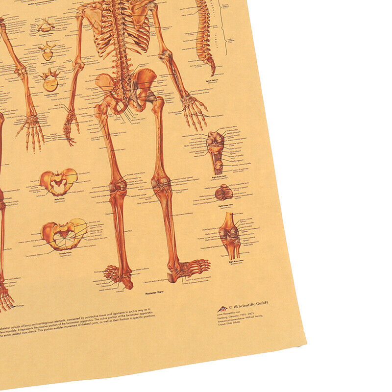 The Skeleton of The Body Structure Nervous System Poster Bar Home Decorat.l8