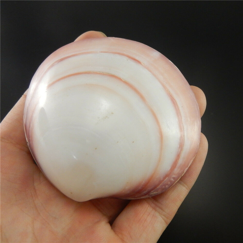 1x Natural Cherry Clam Shell Ornament Seashell Nautical Decor Aquarium DIY 6-8cm