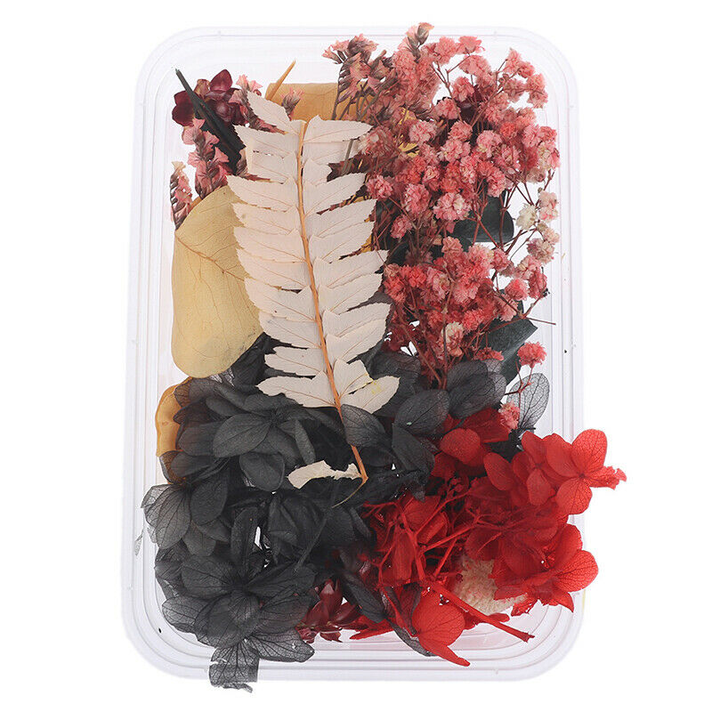 Mix Beautiful Real Dried Flowers Natural Floral for Art Craft Scrapbooking Re DF