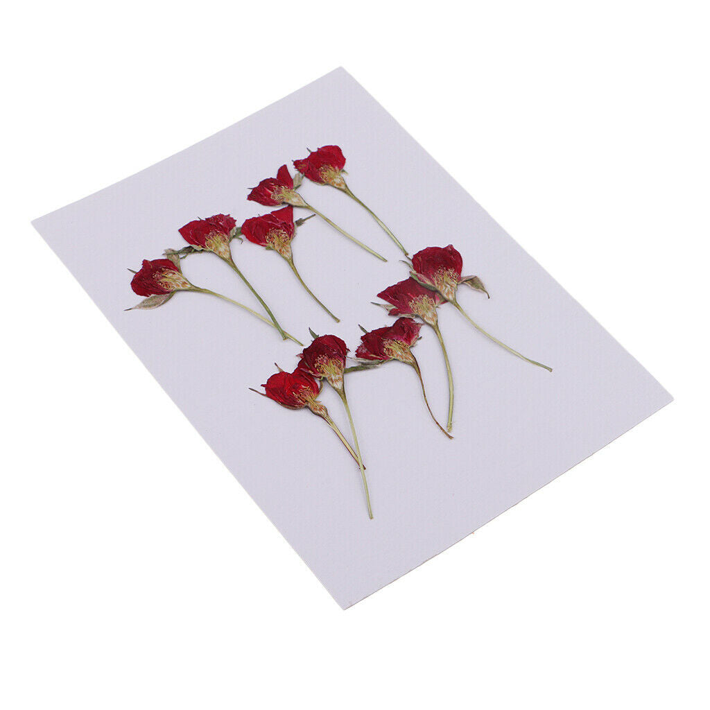 10 Pieces Natural Dried Flower Half Cut Rose Embellishment DIY Phone Case