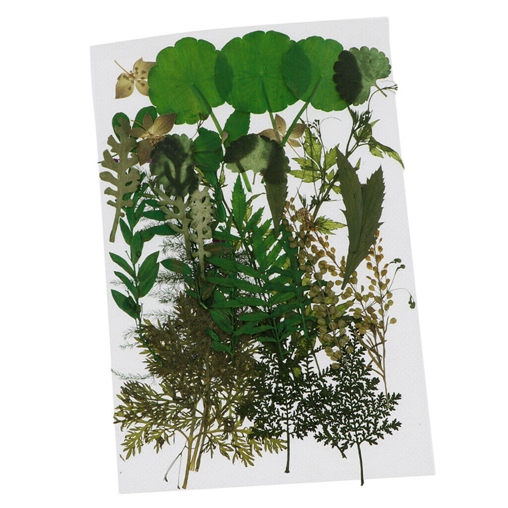 2pcs Real Dried Flowers Leaves DIY Scrapbooking Card Making Floral Crafts