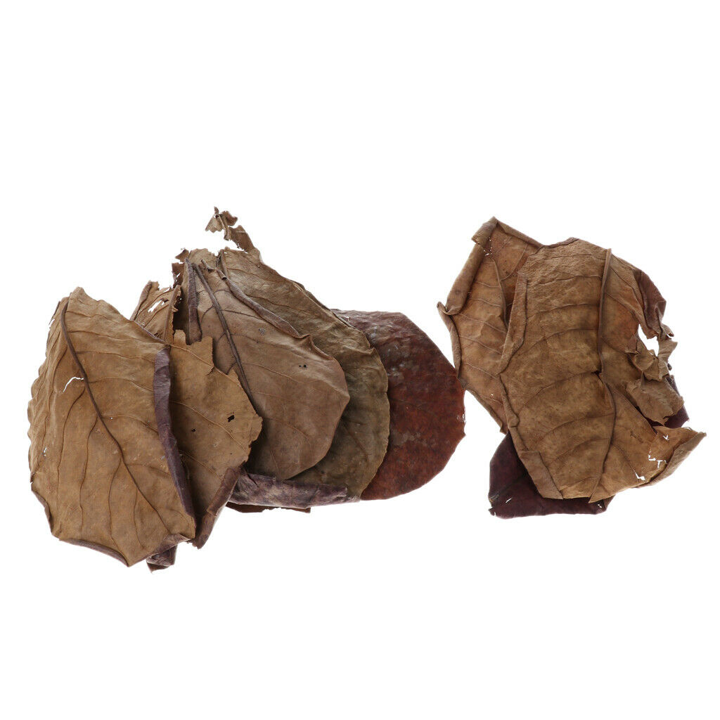 10pcs Betta Leaves Beneficial Clean Tool For Fish Tank Aquarium Cleaning