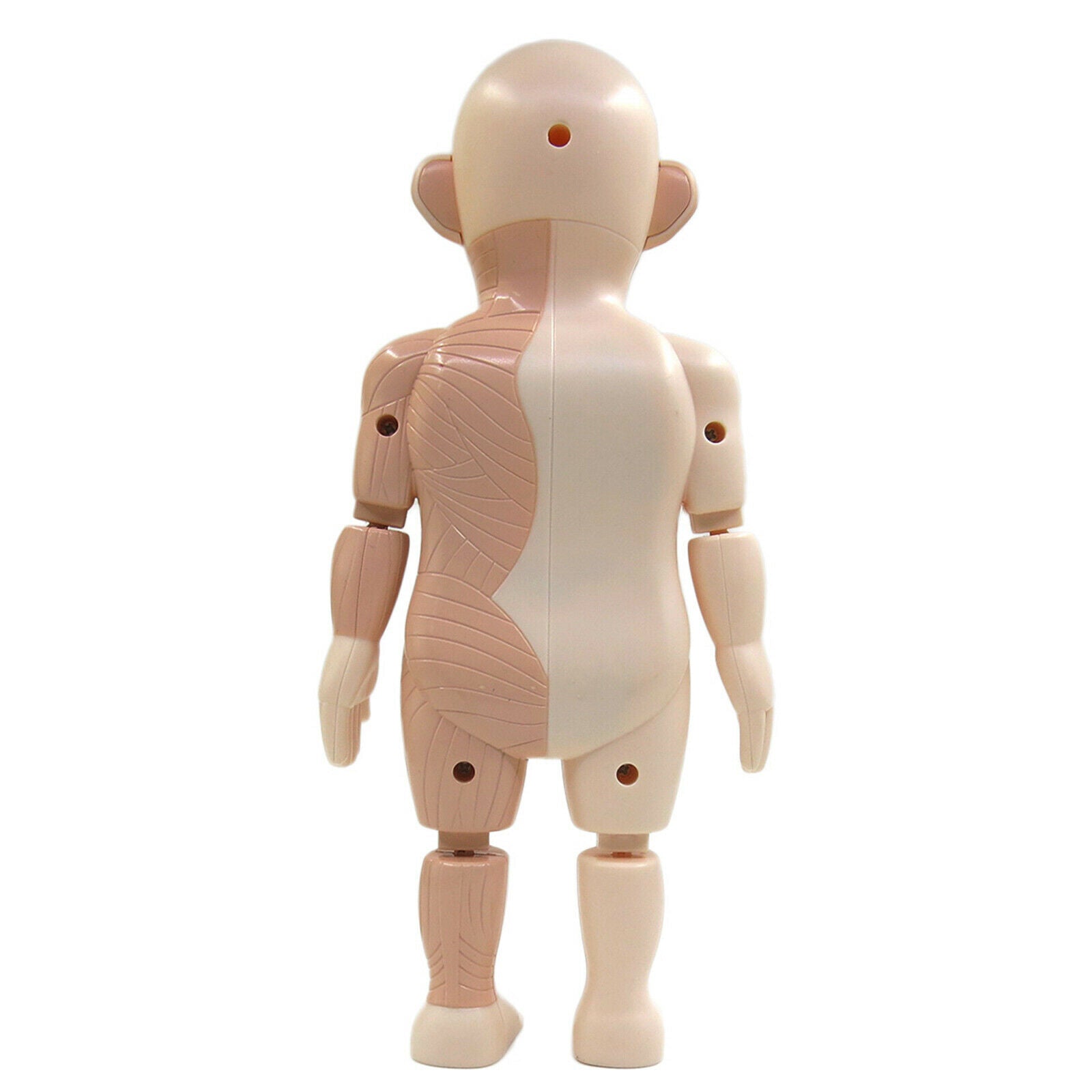 Realistic Human Body w/ Organs Anatomy DIY Toys Kits Body Organ for Science