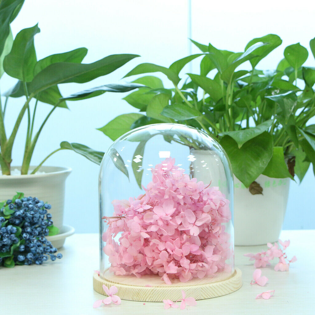 Glass Display Dome Cloche Bell Jar With Wooden Base for DIY Decoration #A
