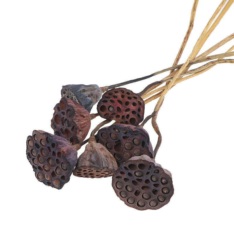 1Pc Lotus Natural Dried Flowers Farmhouse Bouquet Plant Branch Fall Decor.l8