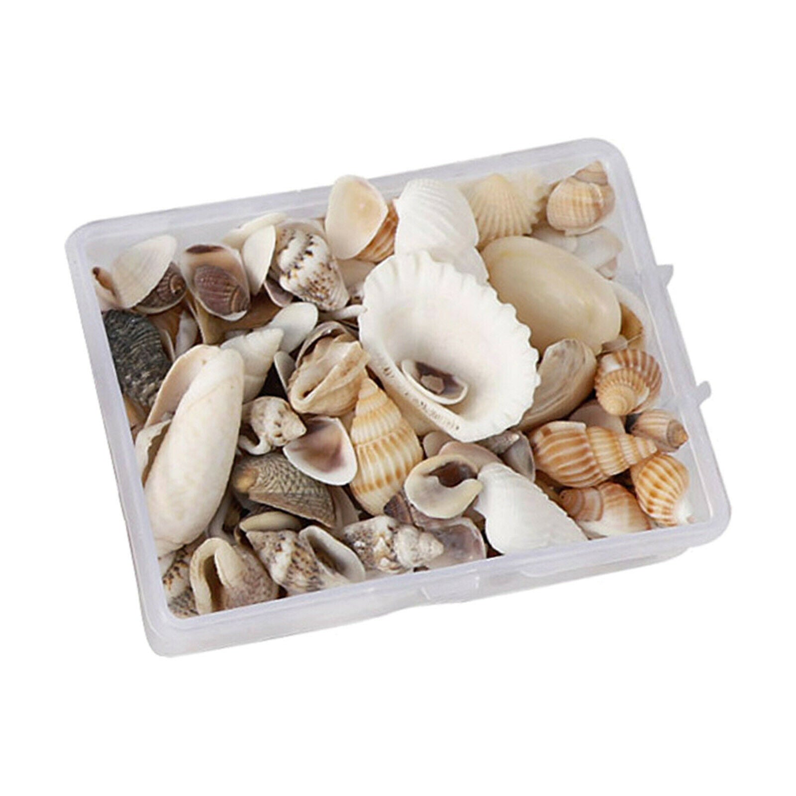 Natural Sea Shell Shells Beach Shells for Aquarium Fish
