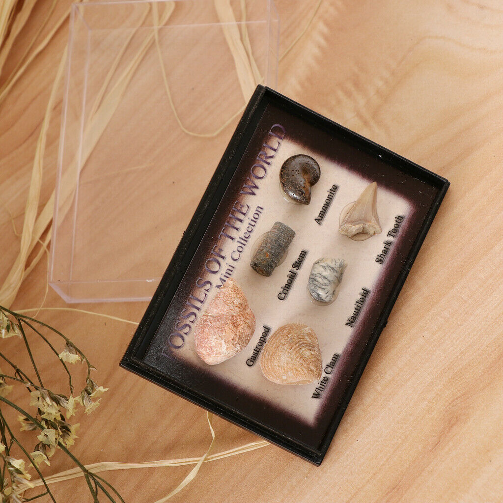 Prettyia   6Pcs   Marine   Animal   Fossils   School   Biology   Teaching   Aids